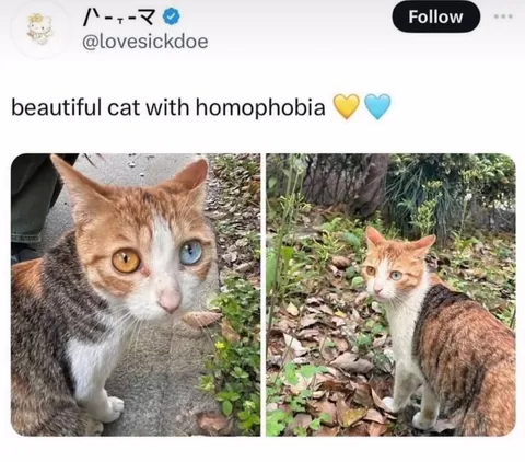 Beautiful Cat With Homophobia