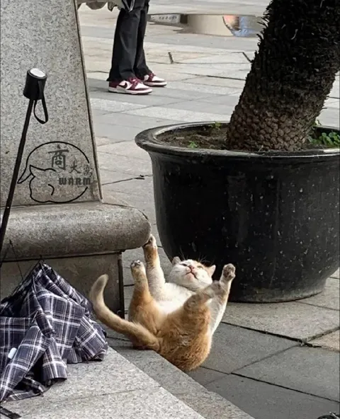 Кот отдыхает на улице