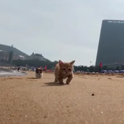Котята идут по пляжу