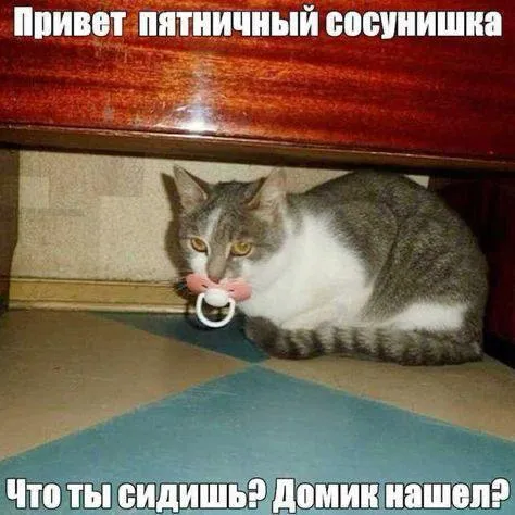 Пятничный сосунишка в домике