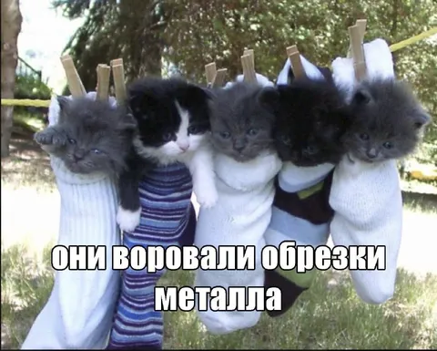 Котята украли обрезки металла