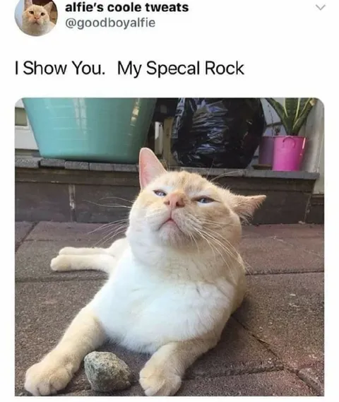 My Special Rock Cat