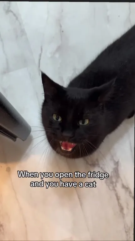 Cat Demands Food from the Fridge