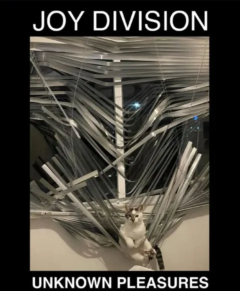Cat in Unknown Pleasures Blinds