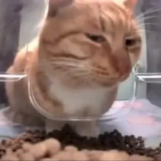 Кот подозрительно смотрит в камеру