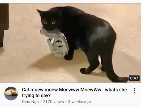 Cat Trying to Speak