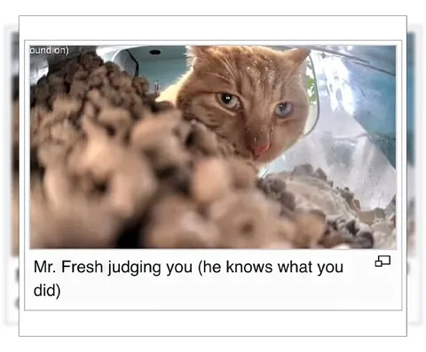 Mr. Fresh Judging You