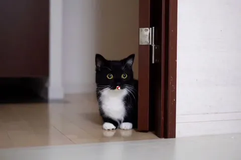 Кот съел гриб