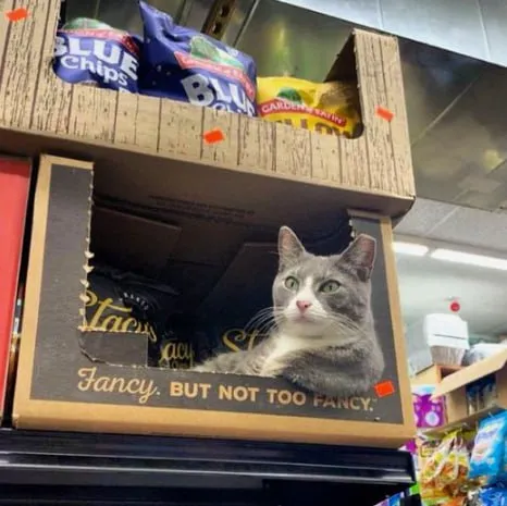 Fancy Cat in a Snack Box