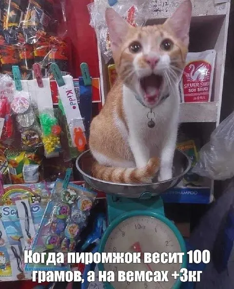 Кот на весах и лишние три килограмма