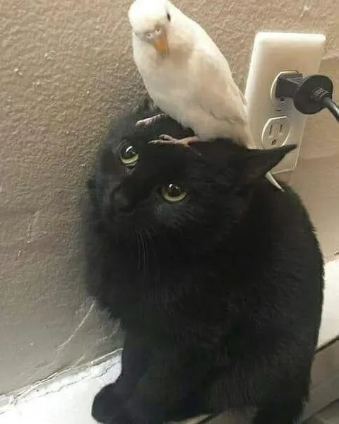 Попугай на чёрном коте
