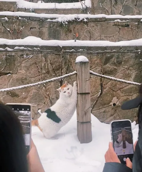 Кот карабкается по столбу