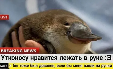 Утконос на ручках