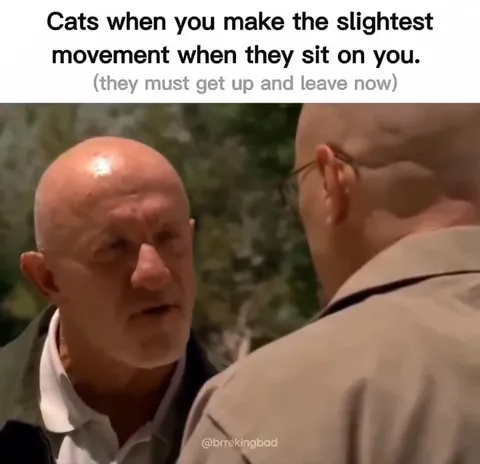 Cats Leave After One Small Movement
