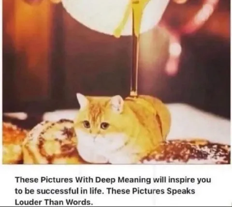 Cat With Deep Meaning