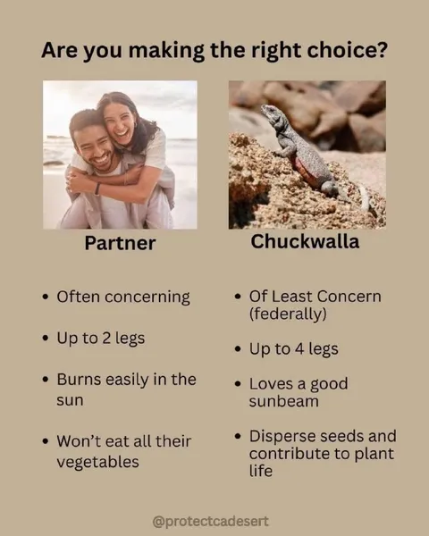 Partner or Chuckwalla