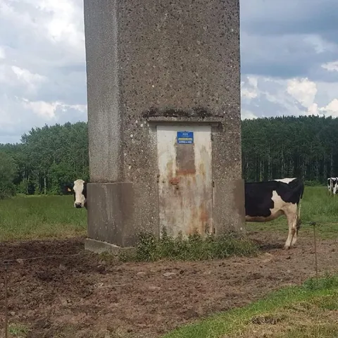 Корова прячется за столбом