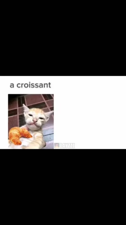 Cat Gets a Croissant