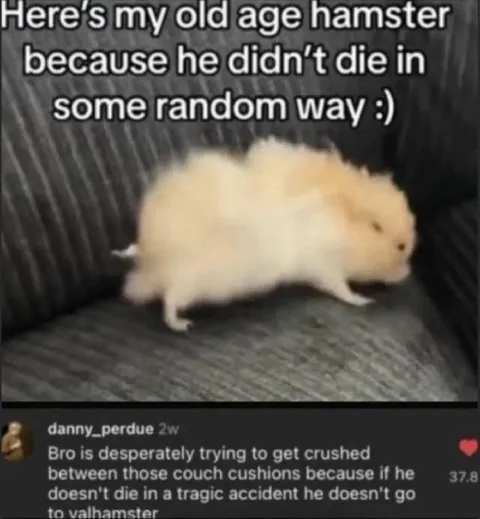 Old Age Hamster Wants Valhamster