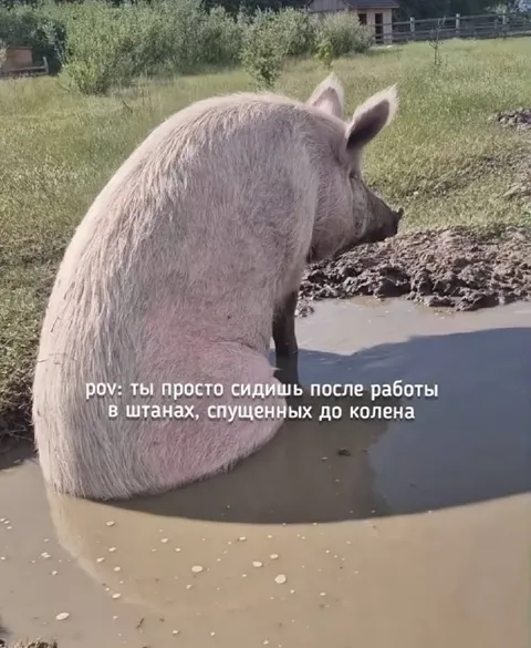Свинья после работы в луже
