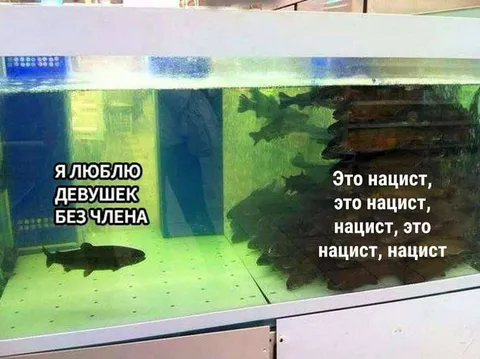 Рыбы и любовь без члена