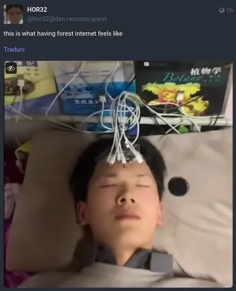 Forest Internet Feels Like This