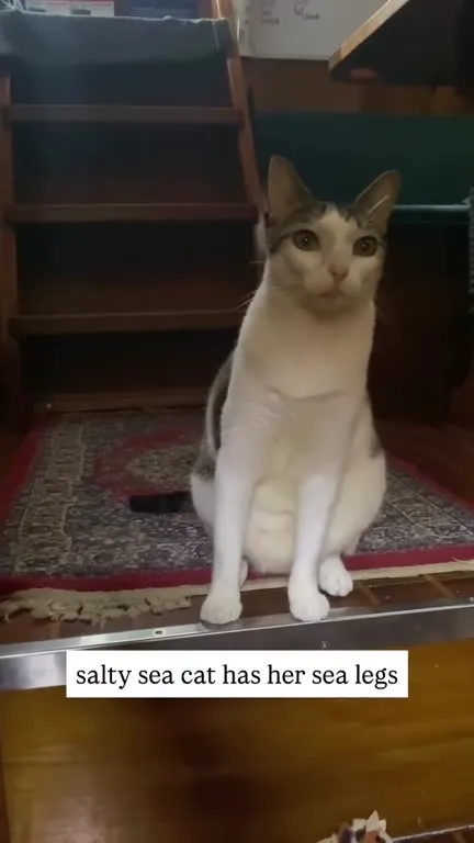 Salty Sea Cat Finds Her Sea Legs