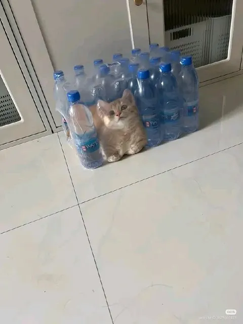 Кот среди бутылок воды