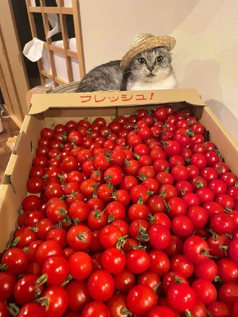 フレッシュなトマトと猫