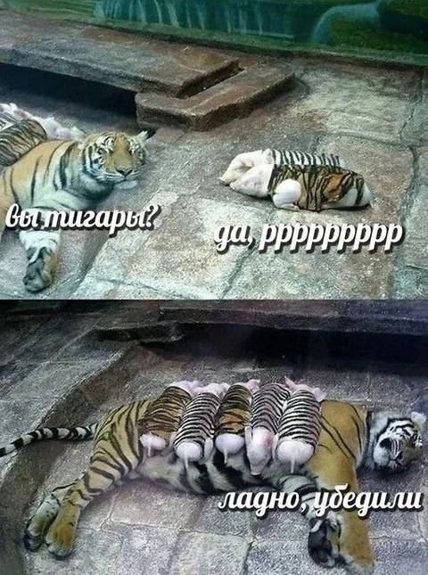 Тигры убедили тигрёнка
