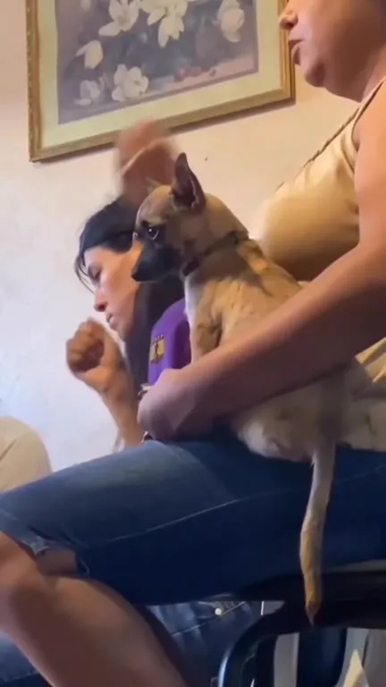 Собака сохраняет невозмутимость