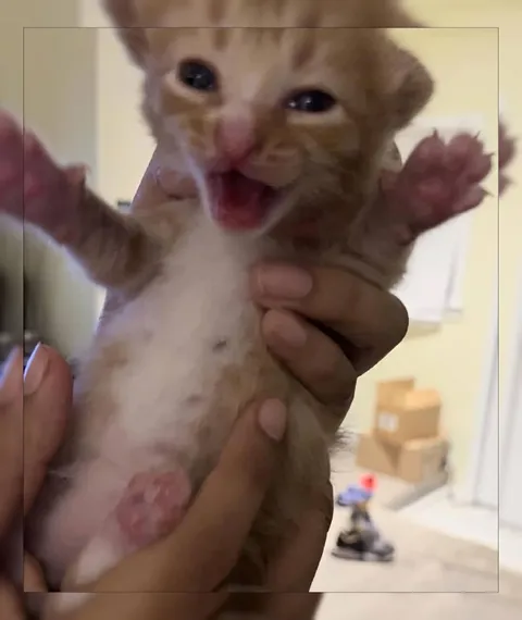Котёнок кричит на весь мир