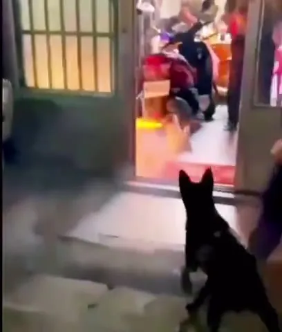 Кот устраивает адский фейерверк