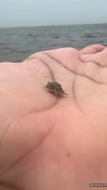 Крошечные крабы на ладони