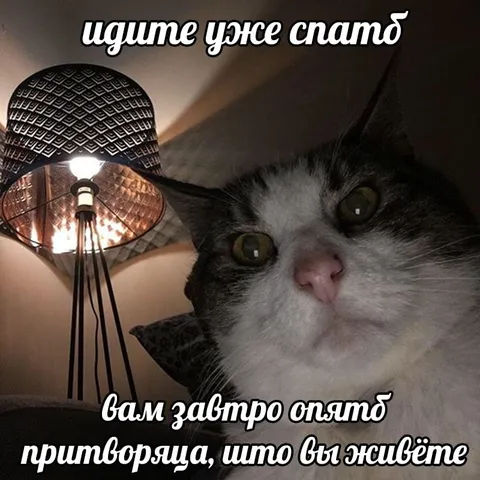Кот напоминает идти спать