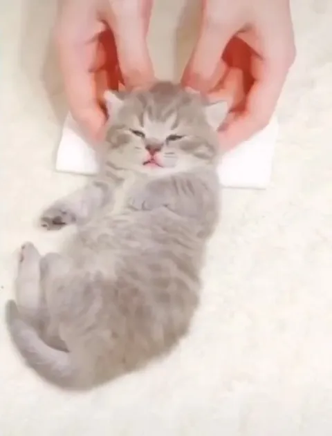 Котёнок готовится ко сну