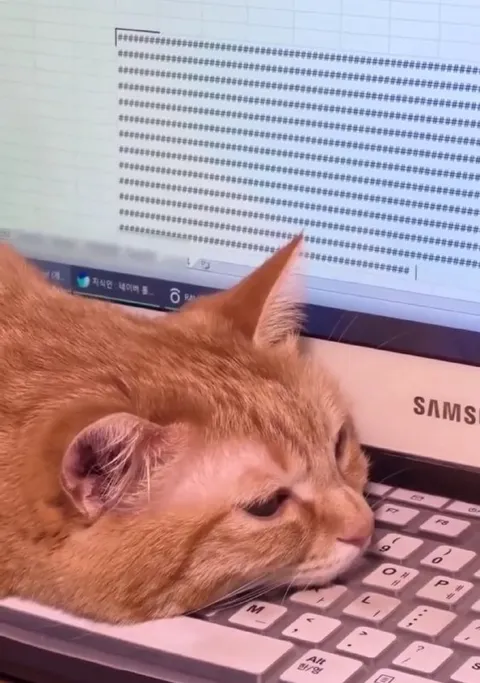 Кот уснул за клавиатурой