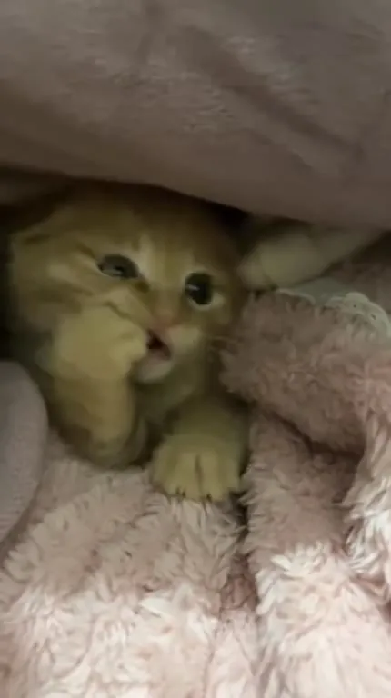 Котёнок прячется под одеялом