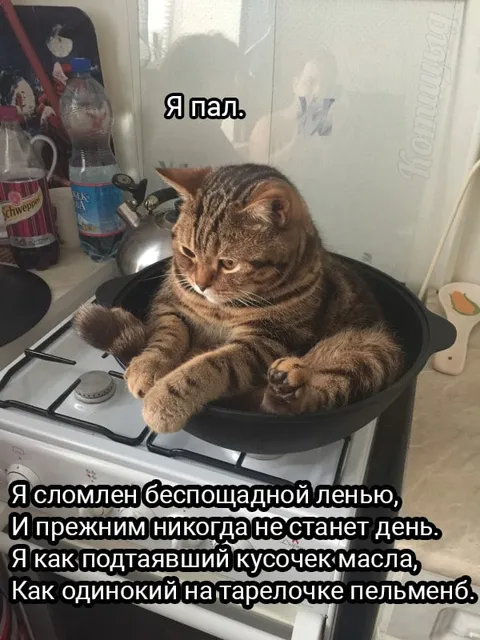 Кот в кастрюле после обеда