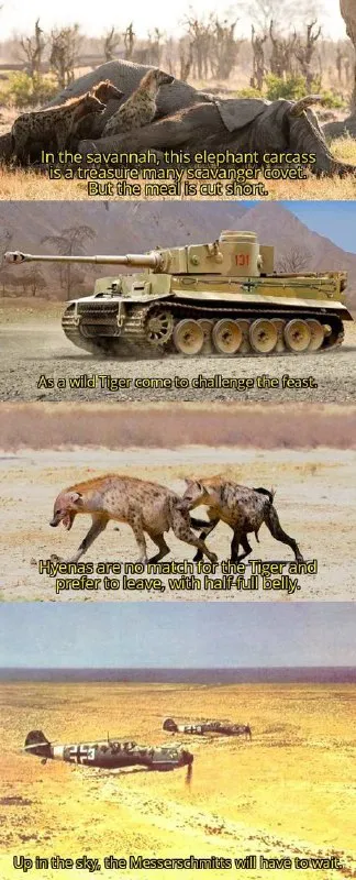 The Tiger Takes the Feast