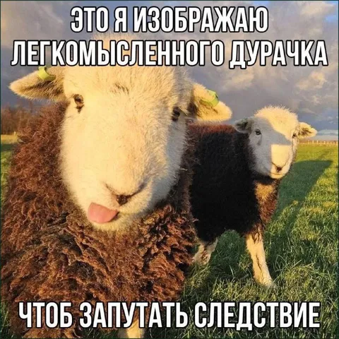 Овца путает следствие