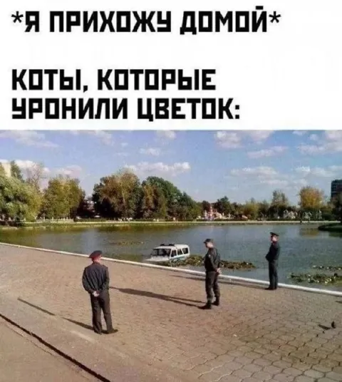 Коты уронили цветок в воду