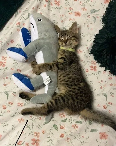 Кот обнимает игрушку
