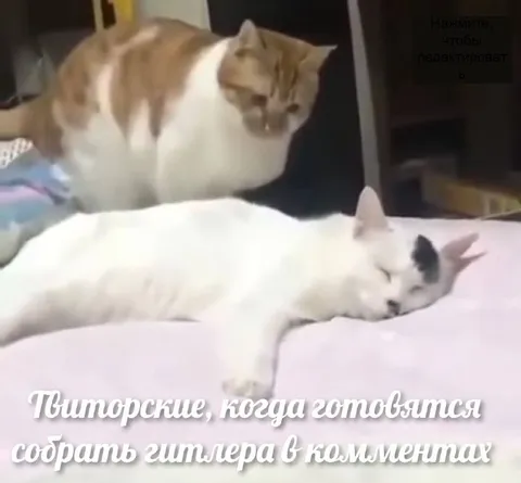 Коты собирают гитлера в комментах