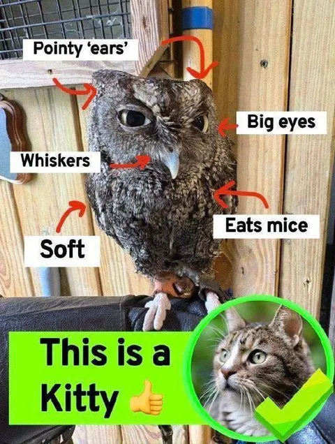 Owl Mistaken for a Kitty