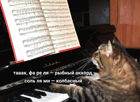 Кот разучивает рыбный аккорд