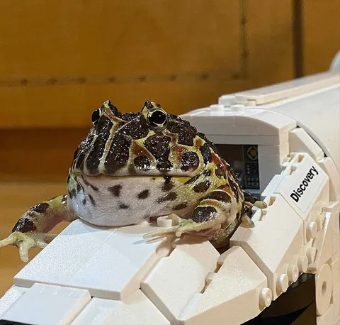 Frog on Discovery Shuttle
