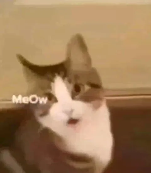 Cat Cannot Find Anything