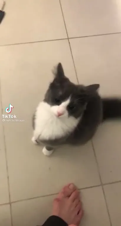 Кот внезапно бросается к камере