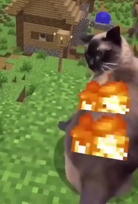 猫咪被点燃后质问玩家